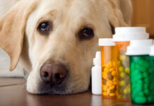 Ветеринарная аптека- большой выбор ветпрепаратов для животных