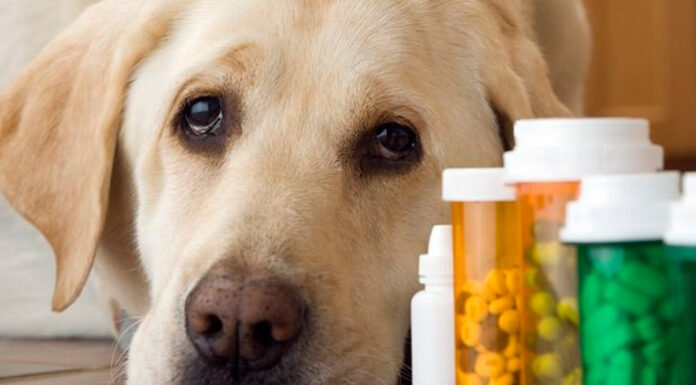 Ветеринарная аптека- большой выбор ветпрепаратов для животных