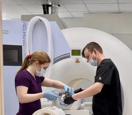 Использование МРТ и КТ для домашних животных