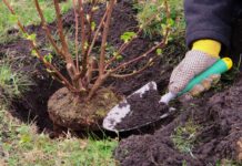 Когда высаживать саженцы деревьев и кустарников?