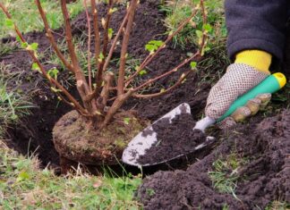 Когда высаживать саженцы деревьев и кустарников?