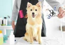 Что входит в услугу груминга?