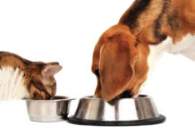 Как выбрать корм для кошек и собак?