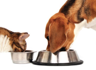 Как выбрать корм для кошек и собак?