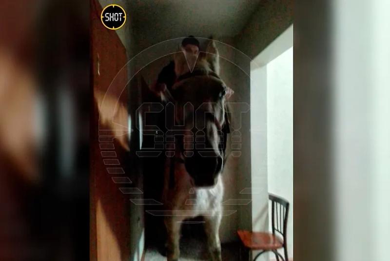 SHOT: В Кузбассе муж вернулся домой на лошади, чтобы поздравить жену с 8 Марта