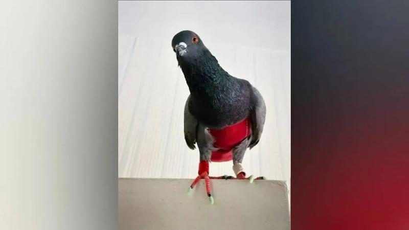 SHOT: В Омске потерялся домашний голубь в красном комбинезоне по кличке Себас
