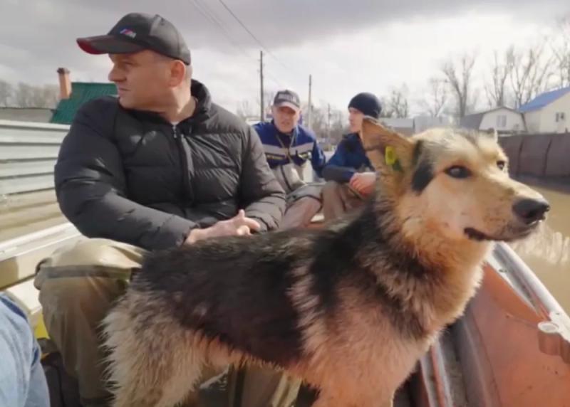 Мэр Оренбурга Салмин на лодке спас бродячую собаку во время паводка