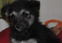 Руководство для тех, кто хочет подарить любовь и заботу новому другу