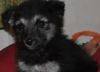 Руководство для тех, кто хочет подарить любовь и заботу новому другу