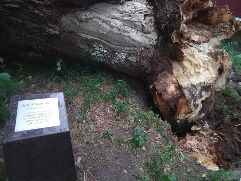 РИА "Новости": В Великом Новгороде  ветер повалил 400-летний черешчатый дуб