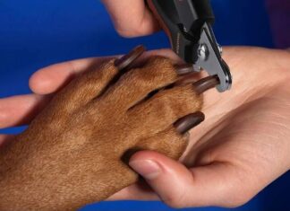 Простые шаги для безопасной стрижки когтей собаки дома