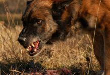 Когда требуется усыпление агрессивного животного