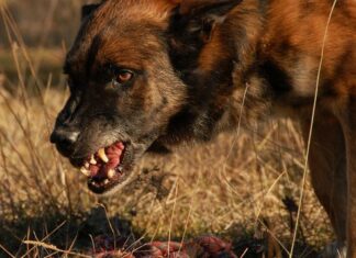 Когда требуется усыпление агрессивного животного