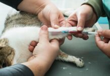 Гуманное усыпление животных на дому — когда это необходимо и как подготовиться морально