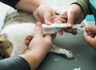 Гуманное усыпление животных на дому — когда это необходимо и как подготовиться морально