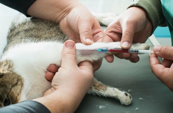Гуманное усыпление животных на дому — когда это необходимо и как подготовиться морально