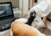 Эффективная диагностика здоровья животных с помощью современных технологий