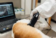 Эффективная диагностика здоровья животных с помощью современных технологий