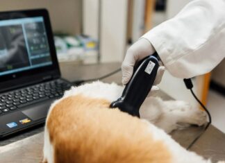 Эффективная диагностика здоровья животных с помощью современных технологий