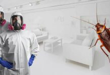 Защита от опасных насекомых: профессиональная дезинсекция от тараканов