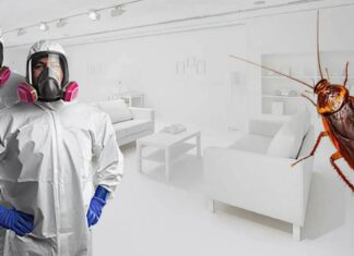 Защита от опасных насекомых: профессиональная дезинсекция от тараканов