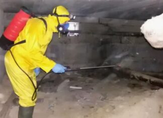 Как проходит обработка подвалов от блох