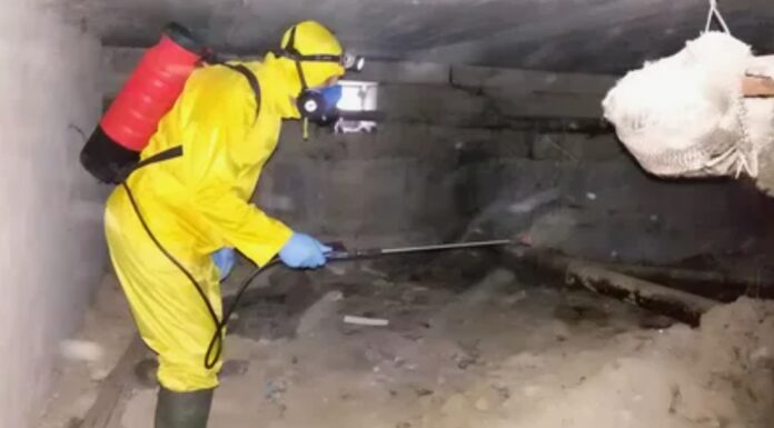 Как проходит обработка подвалов от блох