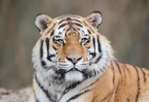 Крупный амурский тигр напугал автомобилистов в Приморье