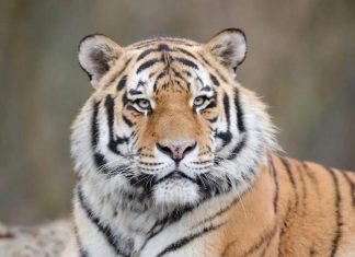 Крупный амурский тигр напугал автомобилистов в Приморье