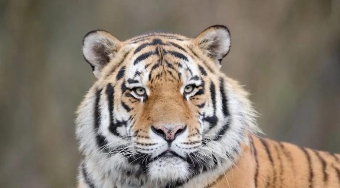 Крупный амурский тигр напугал автомобилистов в Приморье