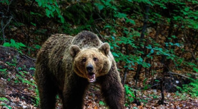 Медведь ворвался в магазин и едва не съел 11-летнего ребёнка с кассиршей