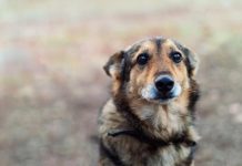 Пенсионерка спасла истощённого пса, которого бросили умирать на морозе в подмосковном лесу