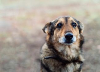 Пенсионерка спасла истощённого пса, которого бросили умирать на морозе в подмосковном лесу