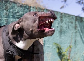 В Мытищах бойцовский амстафф чуть не разорвал сиба-ину и его хозяйку