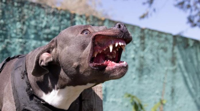 В Мытищах бойцовский амстафф чуть не разорвал сиба-ину и его хозяйку