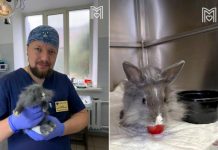 Ветеринары в Москве спасли кролика Шарлотту со сложным переломом лапы