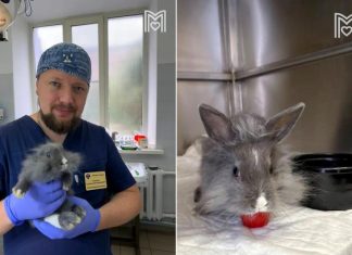 Ветеринары в Москве спасли кролика Шарлотту со сложным переломом лапы
