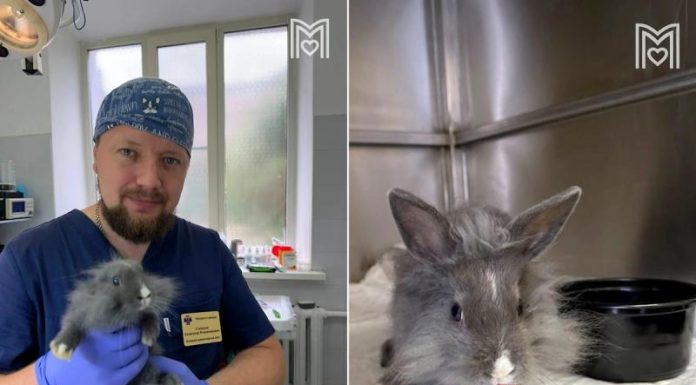 Ветеринары в Москве спасли кролика Шарлотту со сложным переломом лапы