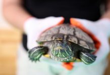 Черепашку Донателло смыли в унитаз в Воронеже, но она выжила и нашла новый дом