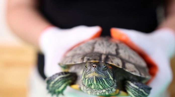 Черепашку Донателло смыли в унитаз в Воронеже, но она выжила и нашла новый дом