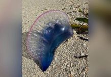 Ядовитые медузы лишили россиян отдыха на кубинском побережье