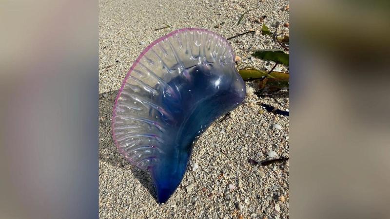 Ядовитые медузы лишили россиян отдыха на кубинском побережье