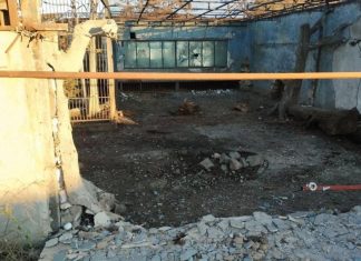 Лев ранен в результате удара дрона ВСУ по зоопарку в Запорожской области