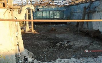 Лев ранен в результате удара дрона ВСУ по зоопарку в Запорожской области