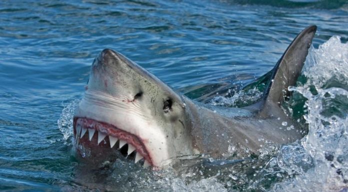 Триатлонистка исчезла в пасти акулы во время заплыва в США, останки нашли спустя неделю