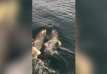 Туристы в ужасе сняли, как три косатки устроили охоту на пингвина в Антарктиде