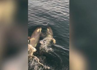 Туристы в ужасе сняли, как три косатки устроили охоту на пингвина в Антарктиде