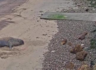 Туристы забросали камнями морского слона в охраняемом заповеднике в США