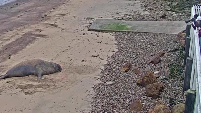 Туристы забросали камнями морского слона в охраняемом заповеднике в США