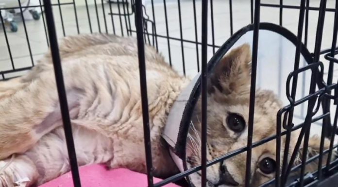 У столичного блогера забрали искалеченную маленькую львицу